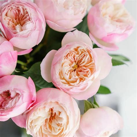 Tuinrozen voor liefhebbers direct van de rozenkwekerij – Belle .
